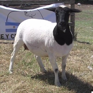 lote08-rp12_-_frame_at_0m3s