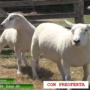 lote10-rp4-12_267894229