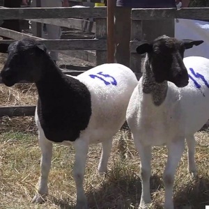 lote11-rp14-15_-_frame_at_0m7s