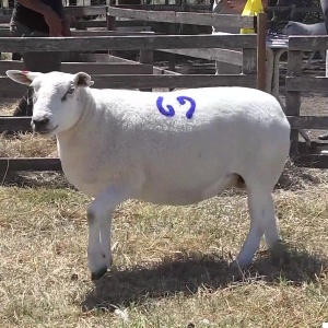 lote12-rp69_-_frame_at_0m1s