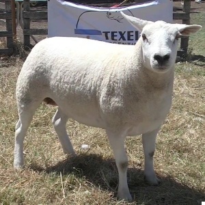 lote14-rp36_-_frame_at_0m19s