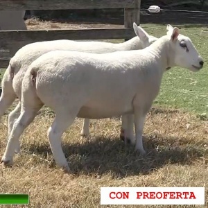 lote15-rp18-19_403797498