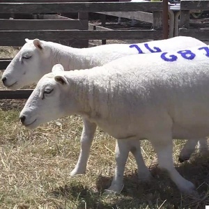 lote15-rp681-16_-_frame_at_0m8s