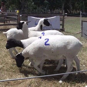 lote17a-rp1-2-3-4_-_frame_at_0m23s