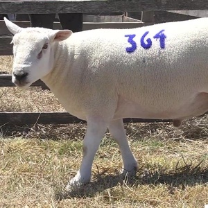 lote18-rp364_-_frame_at_0m2s