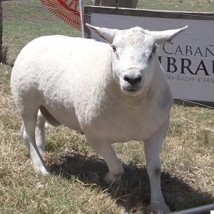 lote19-rp348_-_frame_at_0m20s