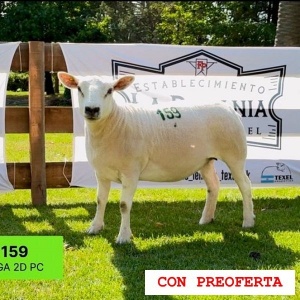 lote20-rp159_663551215