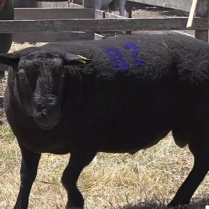 lote23-rp82_-_frame_at_0m9s