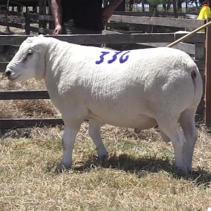 lote25-rp336_-_frame_at_0m9s