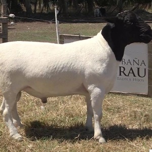 lote28-rp75_-_frame_at_0m5s