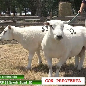 lote29-rp32-33_1694888524