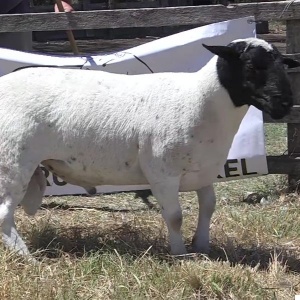 lote32-rp72_-_frame_at_0m0s