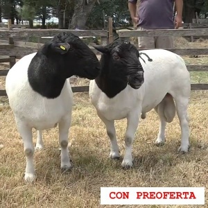 lote33-rp41-42_682889707