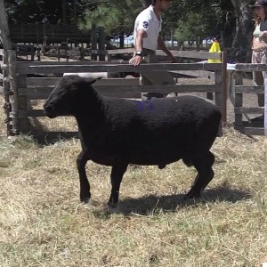 lote36-rp81-79-_frame_at_0m6s