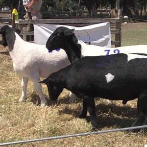 lote38-rp18-19-20_-_frame_at_0m16s