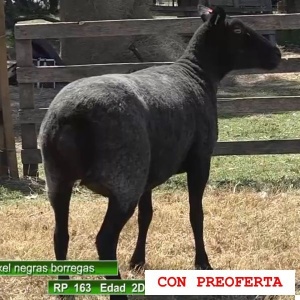 lote5-rp163_1791595447