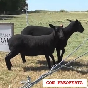 lote6-rp154-158_927281827