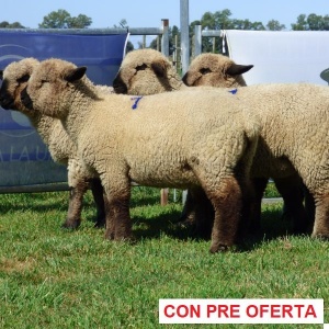 rp_1__corderas_1908288668