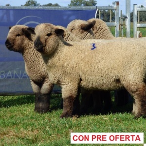 rp_3_corderas_267478314