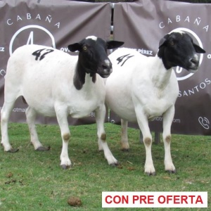 rp_41_y_42_744155577