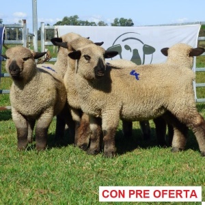 rp_4_corderas_1353801455