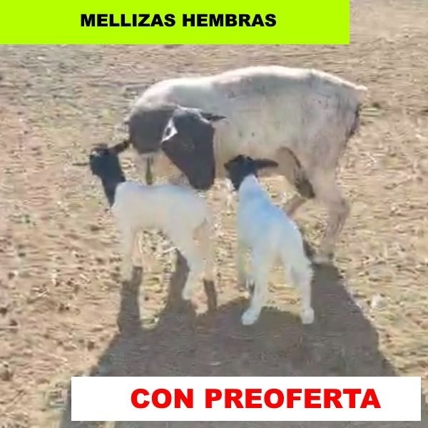 foto_rp_105-2_1915122530