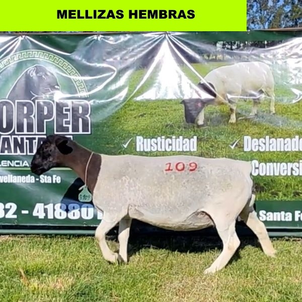 foto_rp_109_103899283