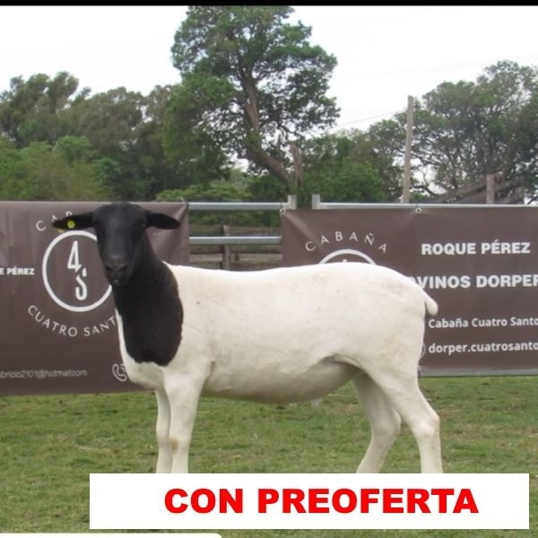 foto_rp_10_561339996