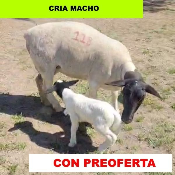 foto_rp_118-2_220625568