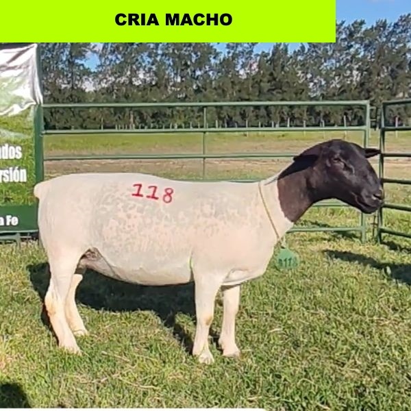 foto_rp_118_952293464