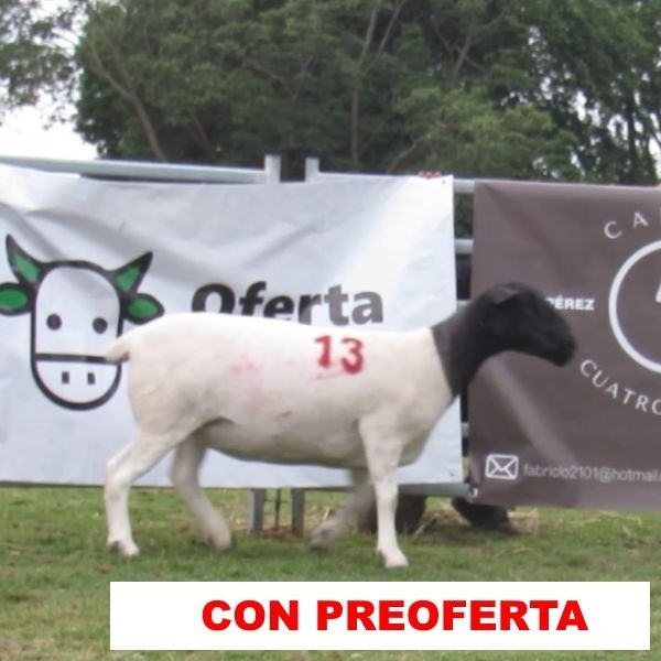 foto_rp_13_702179975