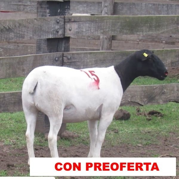 foto_rp_15_438441350