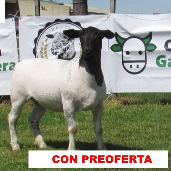 foto_rp_213_1243333067