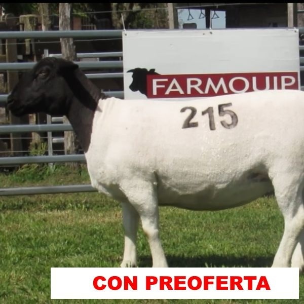 foto_rp_215_129536236