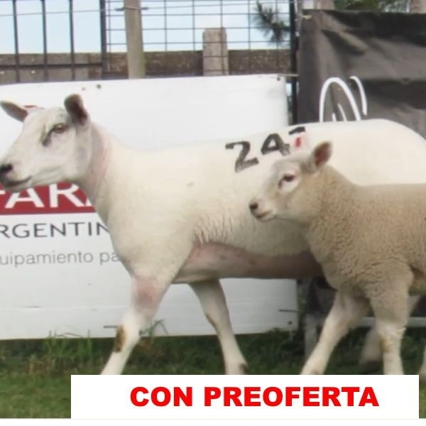 foto_rp_241_355118094