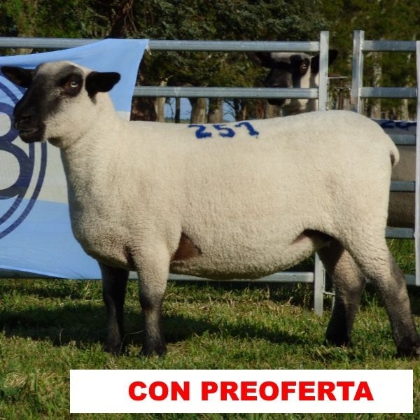 foto_rp_251_1023706039