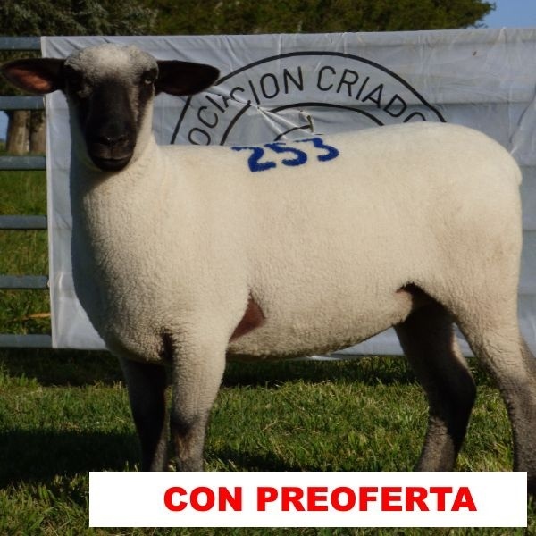 foto_rp_253_438451202