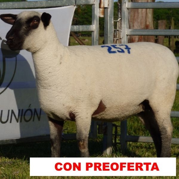 foto_rp_257_753689497