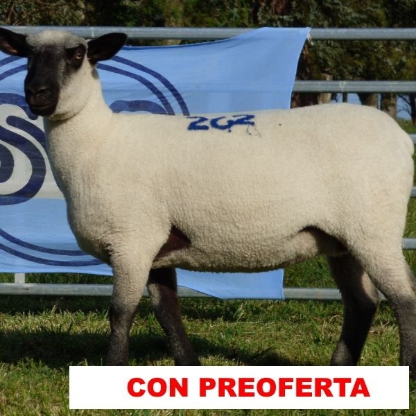 foto_rp_262_1070134447