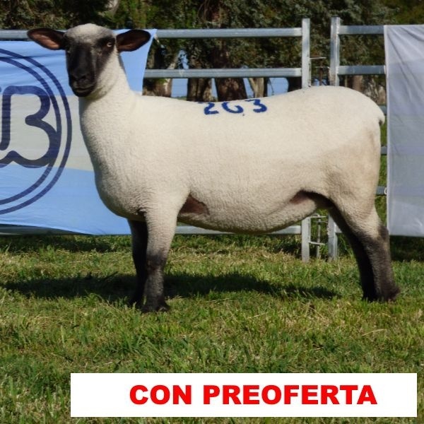 foto_rp_263_1220992868