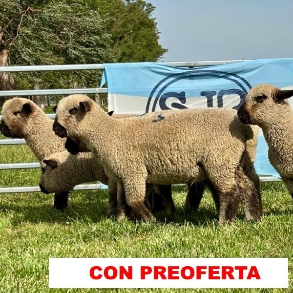 foto_rp_3-6-9-11-18_1471857334