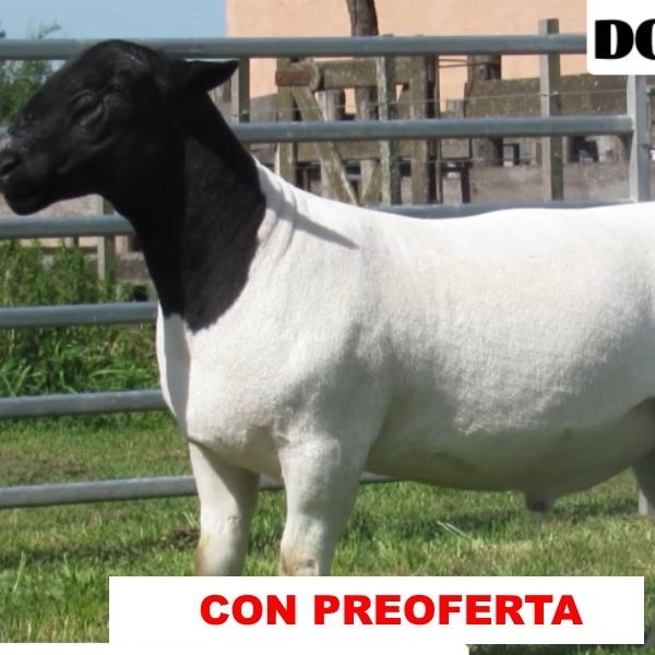 foto_rp_35_382484073