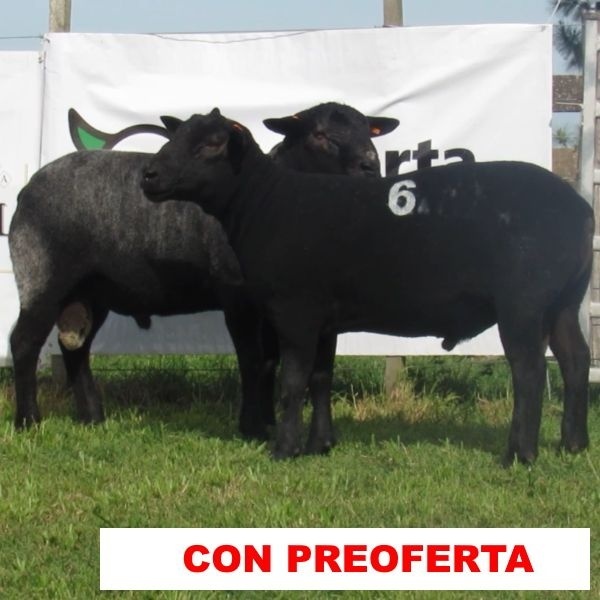 foto_rp_3_y_6_433191059