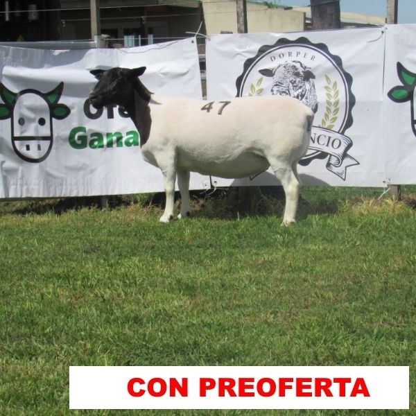 foto_rp_47_2039322556