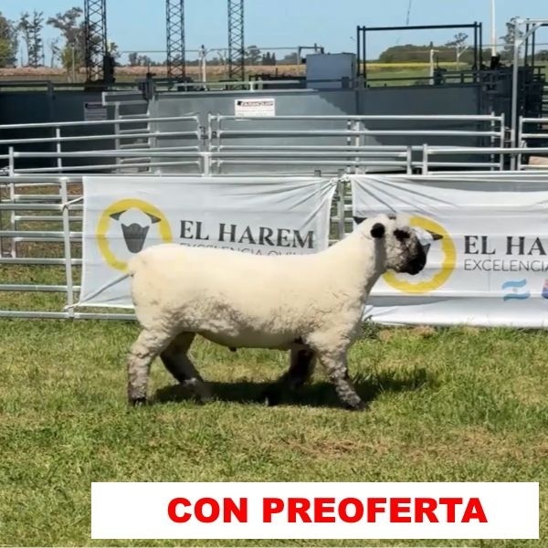 foto_rp_562_33238782