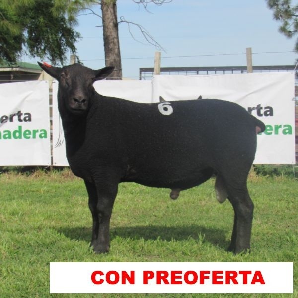 foto_rp_6_1742126350