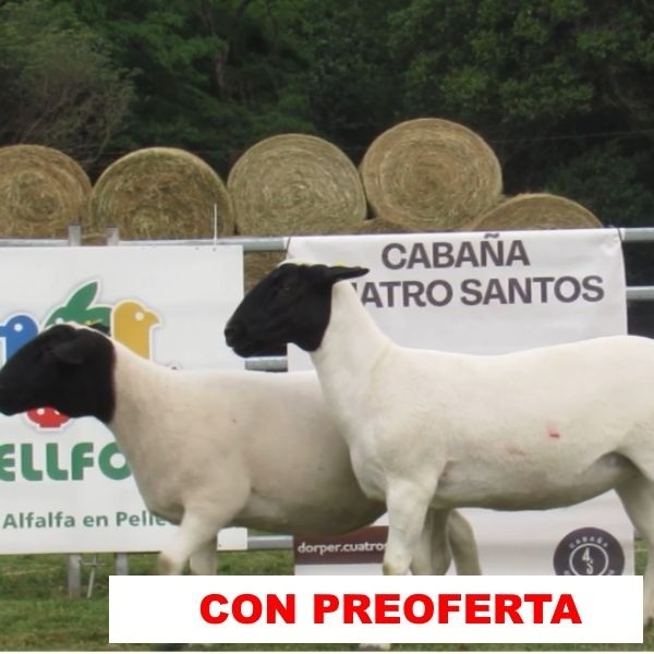 foto_rp_7-8-9_1109701818