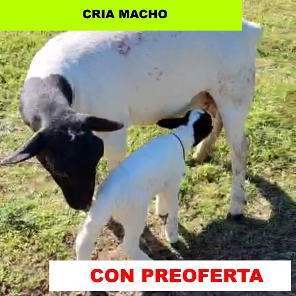 foto_rp_8105-2_256055670