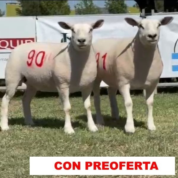 foto_rp_90_y_91_1280906759