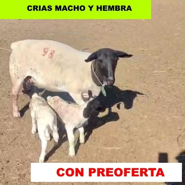 foto_rp_98-2_1940558176